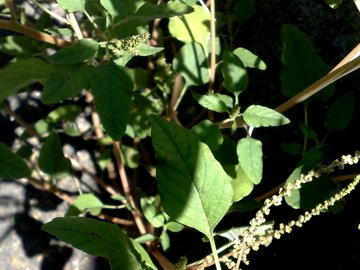 Amaranthus deflexus L. (Amaranto prostrato)